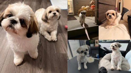 Collage of a small dog in various settings